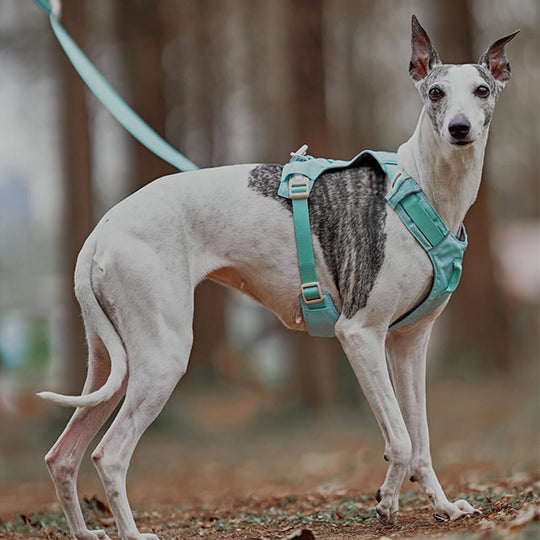 Anti-Træk Hundesele med Multifunktionel Snor til Gåture 4