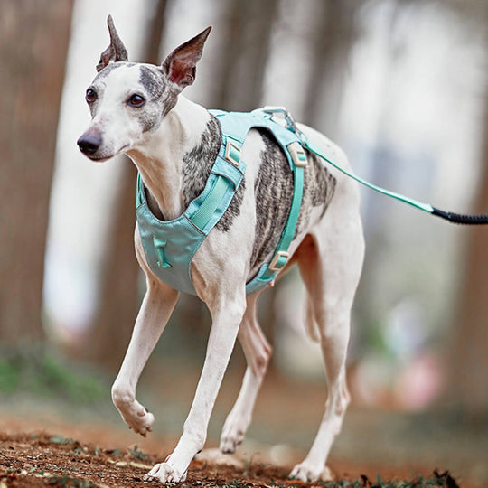 Anti-Træk Hundesele med Multifunktionel Snor til Gåture 5