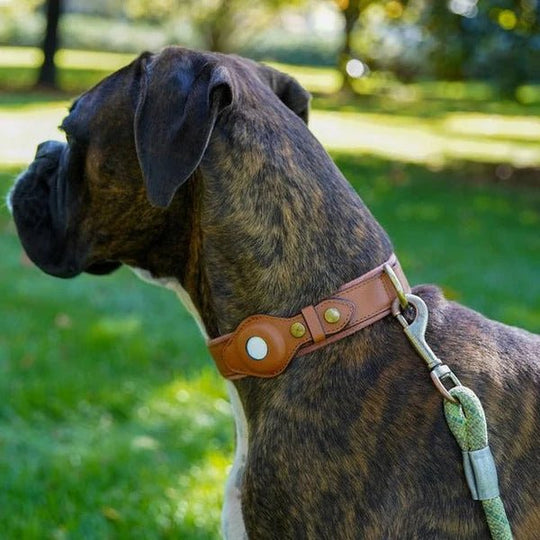 Hundehalsbånd Med AirTag Holder - Robust Og Vandtæt Design 9