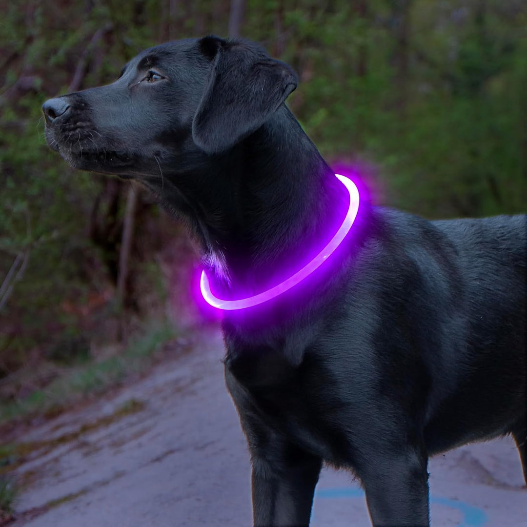 Hundehalsbånd med LED Lys til Sikkerhed 2