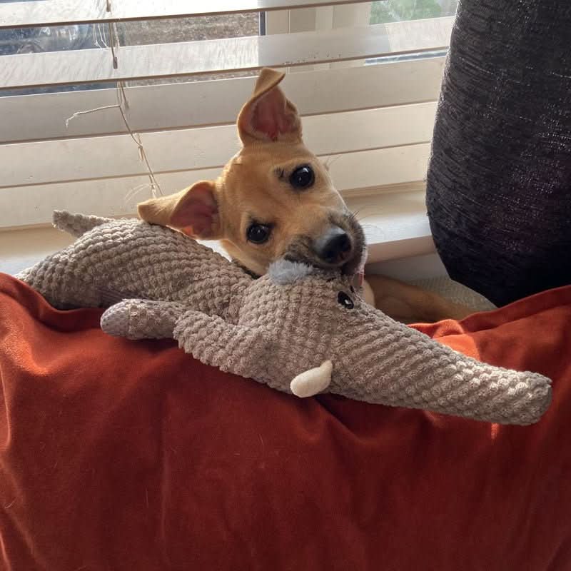 Hundelegetøj Uopslideligt til Små og Store Hunde - Interaktiv Leg og Tandpleje 3