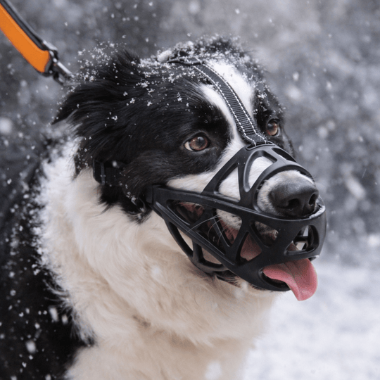 Hundemundkurv til Kontrol og Komfort 0