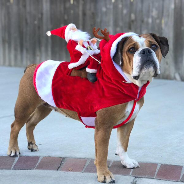 Hundetøj Juleoutfit Festligt Design til Hunde 0