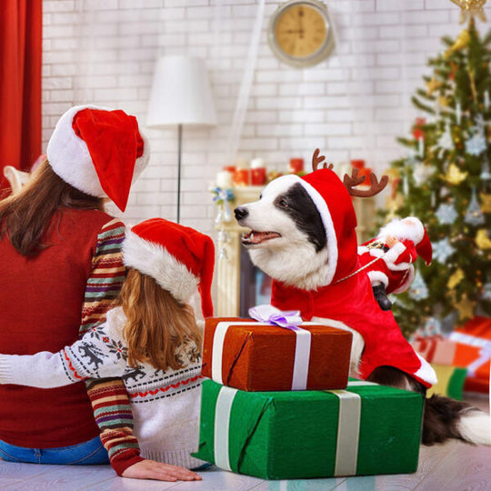 Hundetøj Juleoutfit Festligt Design til Hunde 3