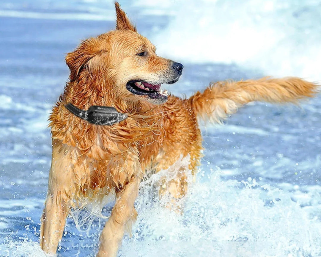 Hundetræningshalsbånd med Fjernbetjening og Vandtæt Design 4
