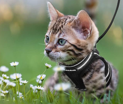 Kattesele Med Snor - AdventureKit til Sikker Gåture 1