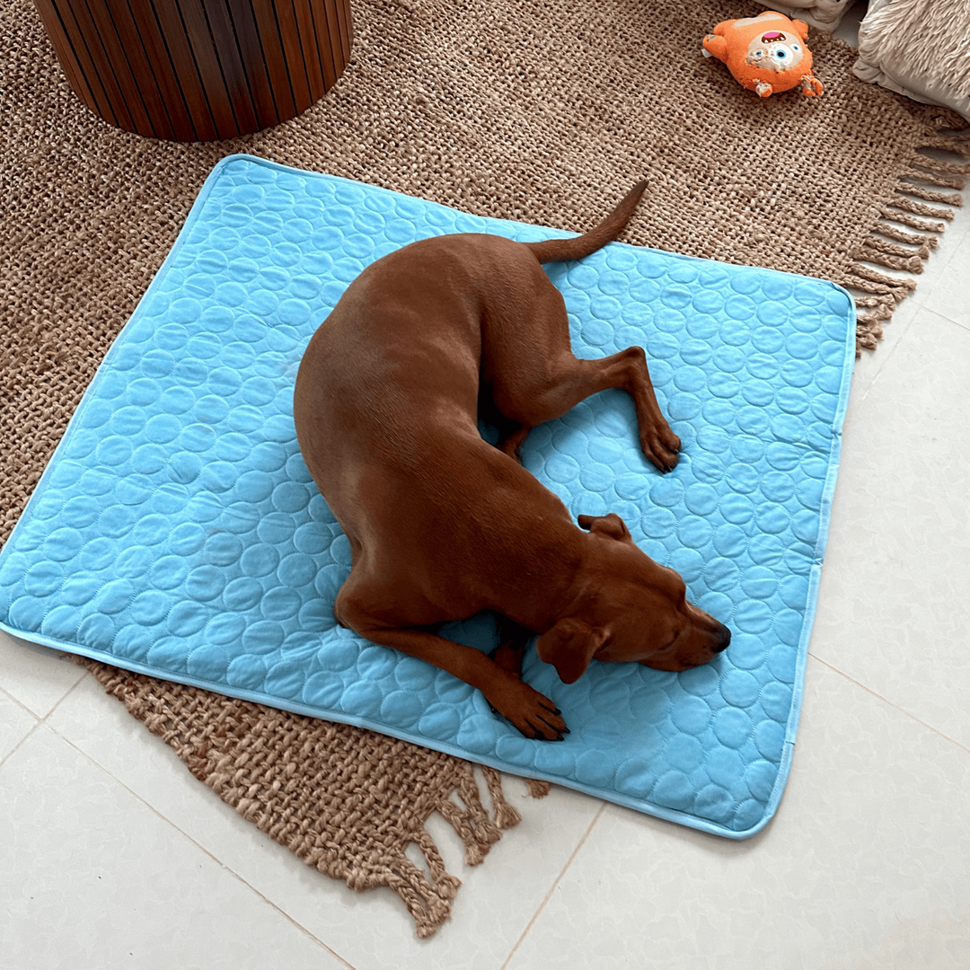 Kølemåtte til hunde med Innovativ Design 0