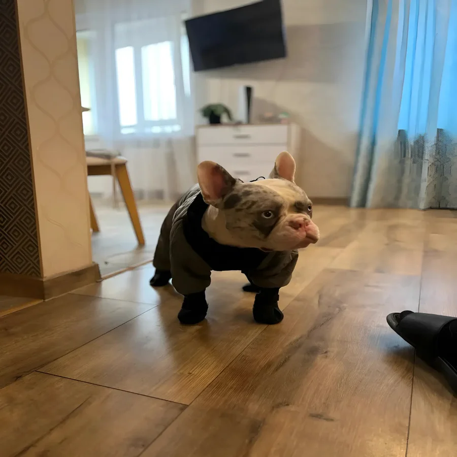 Kvinders Slip-On Støvler med Selerrem 7